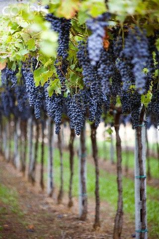 4 Wisata Kebun Anggur Terbesar di Indonesia, Intip Keunikan Kampung Anggur 