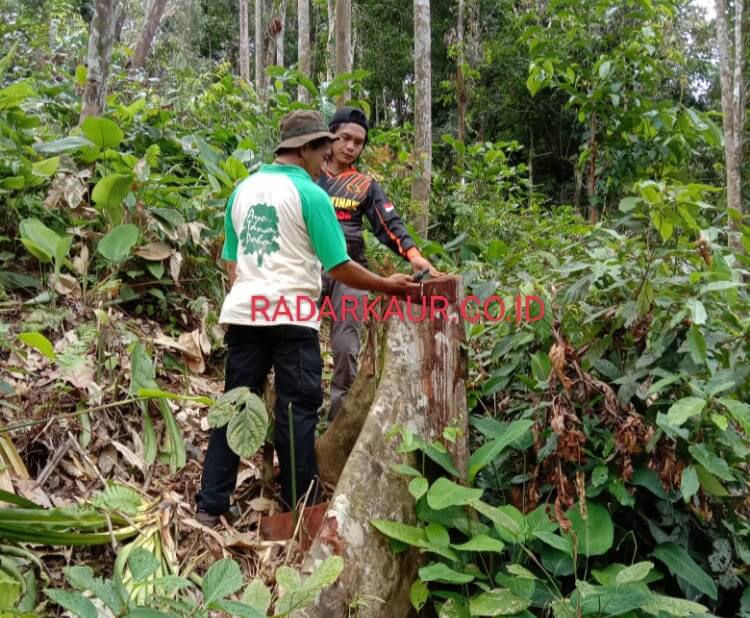 Polres Kaur Cek Tunggul Kayu Diduga Illegal Logging, Ternyata...