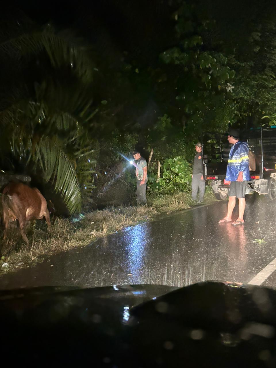 Berawal dari Laporan Warga, Respon Cepat Satpol PP Kaur Tangkap Sapi Berkeliaran Dini Hari