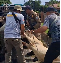 Operasi Penertiban Kian Kencang, Satpol PP Tangkap 13 Ekor Ternak Liar 