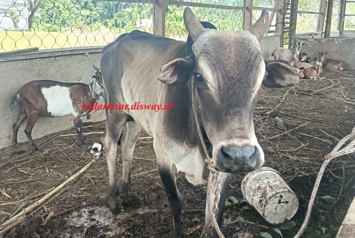 Lagi, Satpol PP akan Lelang Hewan Ternak Liar, Ini jadwal dan Ketentuan!!