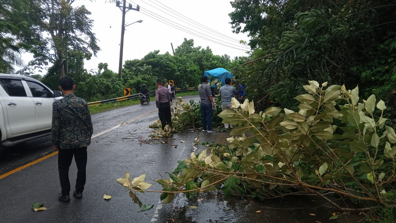 Pohon Tumbang Sebabkan Kemacetan Lalu Lintas