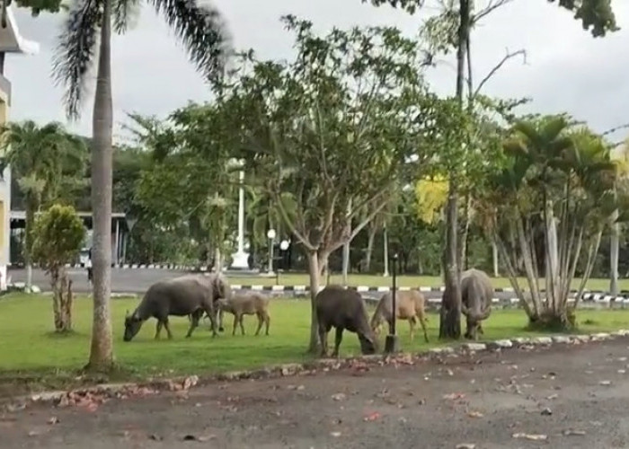 Tak Ingin Berjuang Sendiri, Satpol PP Minta Seluruh Kades dan Warga se-Kabupaten Kaur Tangkap Ternak Liar 
