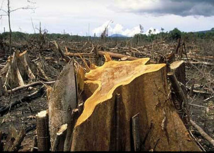 Sebagian dari 64.000 hektare kawasan TNBBS di Kabupaten Kaur Mengalami Deforestasi 