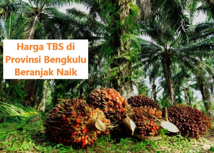 Harga TBS Kelapa Sawit di Provinsi Bengkulu Beranjak Naik, Simak Daftar Tertinggi hingga Terendah! 