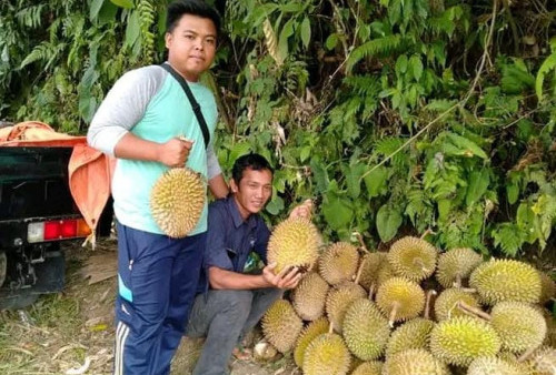 Musim Durian Tiba, Satu Buah Rp 20 Ribu