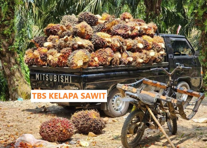 Harga TBS Hari Ini di Provinsi Bengkulu, Simak Faktor Penting Harga TBS Kelapa Sawit