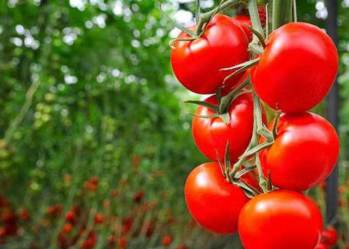 Memperbaiki Tanaman Tomat melalui Penanaman Pendamping 