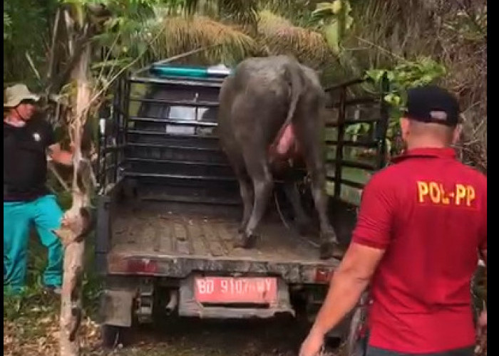 2 Satgas Desa Penertiban Hewan Ternak Ini mulai Bergerak, Desa Lain Baru Wacana 