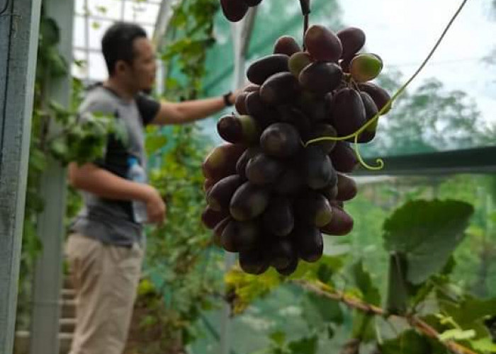 Wisata Agrikultur yang Viral di Kaur, Rekomendasi Liburan Akhir Tahun ke Bengkulu