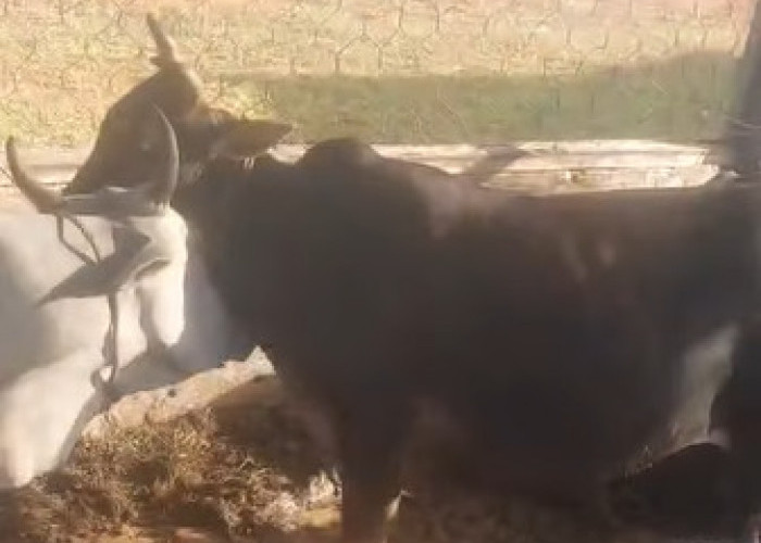 Satpol PP Kaur Komitmen Tertibkan Ternak Liar, 20 Ekor Kembali Diamankan