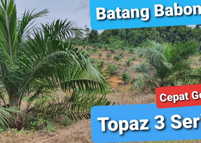 Mengenal Keunggulan Bibit Kelapa Sawit Topaz Dari Asian Agri