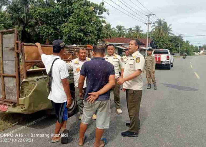 Terbukti Pasif, Kades dan Camat se-Kabupaten Kaur Disinyalir Tak Dukung Penegakan Perda Hewan Ternak