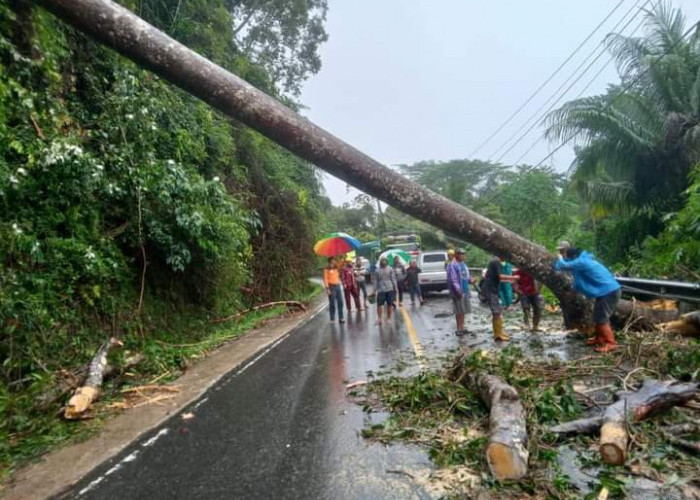 BREAKING NEWS: Hujan Disertai Badai di Kaur, Pohon Tumbang dan Banjir