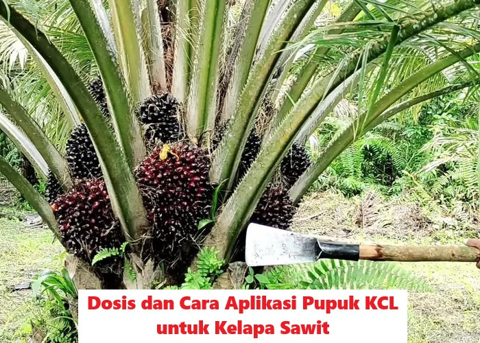 Cara Aplikasi PUPUK KCL untuk KELAPA SAWIT, Dosis dan 9 Manfaatnya 