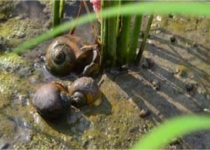 Ekstrak Daun Pepaya dan Buah Maja jadi Pestisida Nabati Pengendali Keong Sawah, Ini Caranya