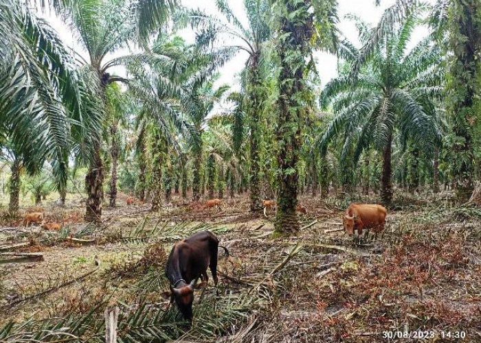 Sawit Itu Pohon: Saatnya Mengakhiri Perdebatan yang Tidak Perlu 