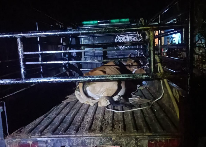 Satgas Perugaian, Satu-satunya Satgas Desa Melaksanakan Penertiban Ternak Liar Mandiri 