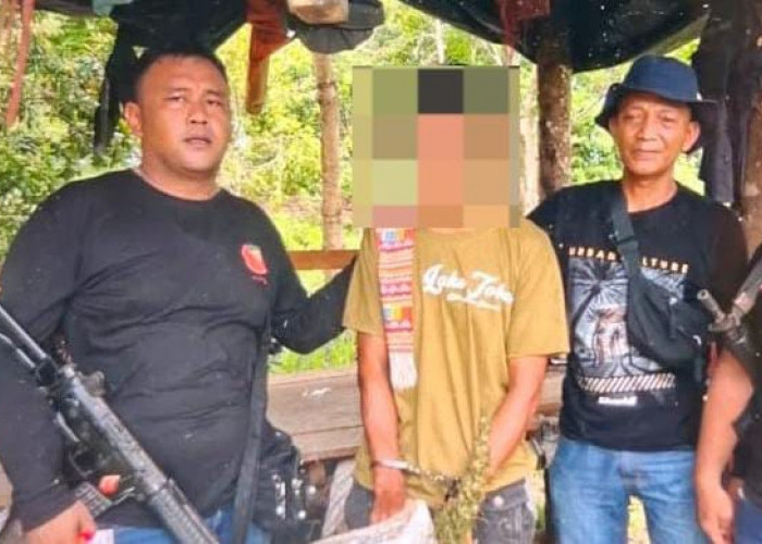 Berawal dari Laporan Warga, Polisi di Langkat Temukan 11 Batang Ganja di Perladangan