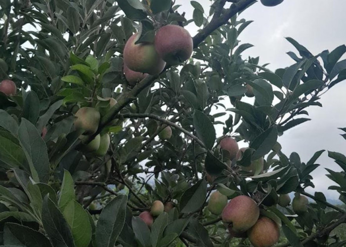 Serunya Wisata di Kebun Apel Sunan Boonapel Bengkulu, Hasil Petikan Bisa Dibawa Pulang atau Dinikmati Langsung