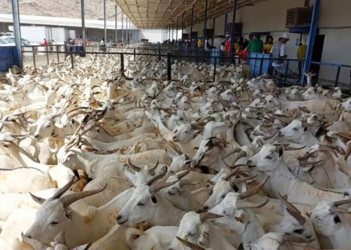 Fatwa Muhammadiyah: Penyembelihan Hewan Dam Jemaah Haji Boleh Dilakukan di Indonesia, Ini Alasannya