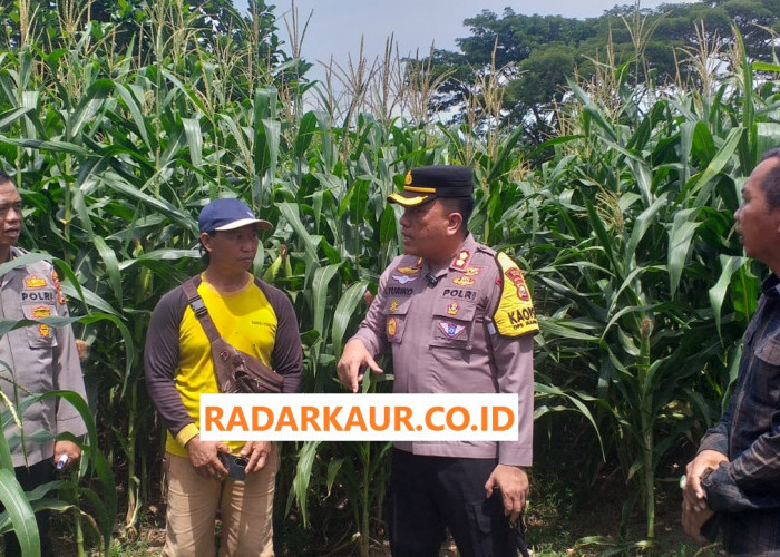 Kapolres Kaur Puas, Kebun Jagung Program Ketahanan Pangan Binaan Siap Panen