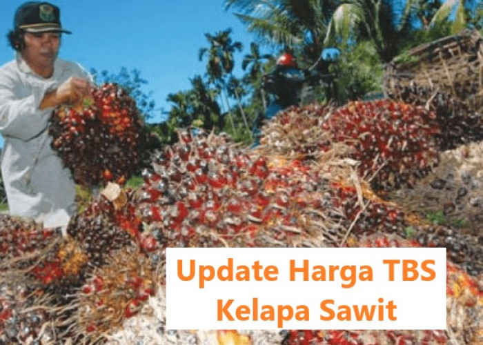 Update Harga TBS Kelapa Sawit di Provinsi Bengkulu Periode 7 Februari 2025