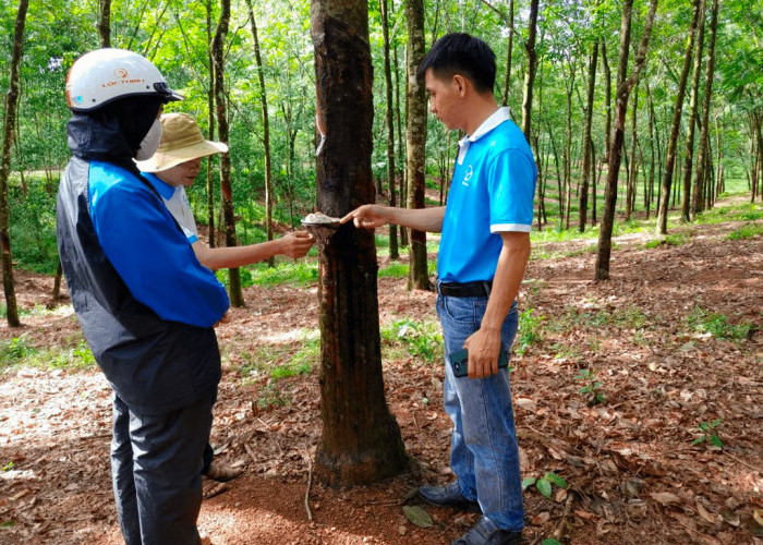 Vietnam dalam Industri Karet Internasional, Huy Anh Rubber Perkuat Kepatuhan EUDR dengan KOLTIVA