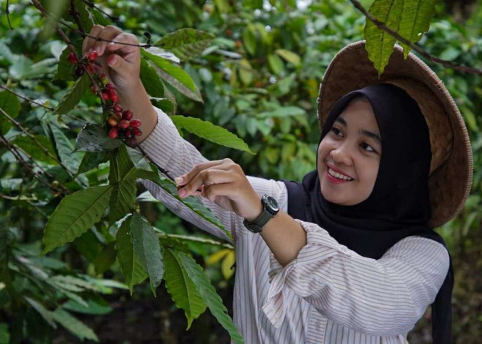 Mutigh Kawe (O): Dari Bengkulu, Membangun Narasi Kopi Islam – Sumatera