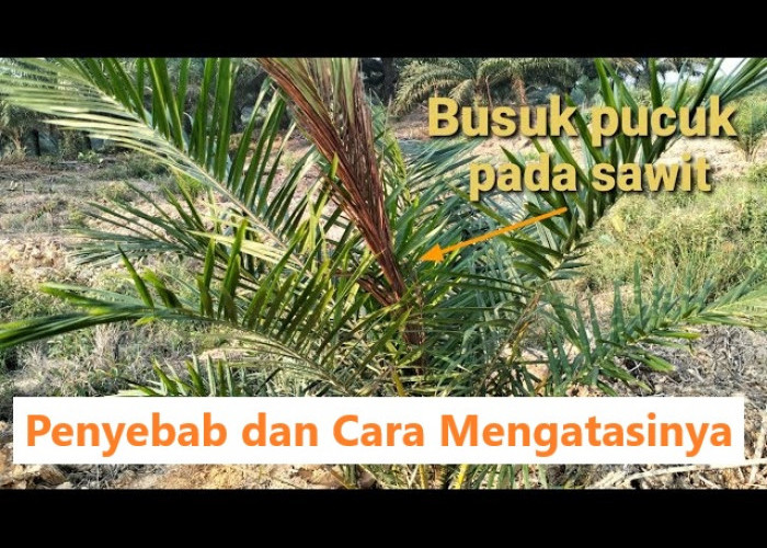 Penyebab Busuk Pucuk Pada Kelapa Sawit dan Cara Mengatasinya