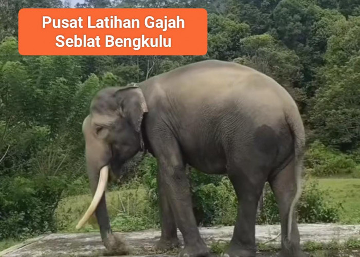 Bagaimana Cara Berpetualang sambil Berwisata di Pusat Latihan Gajah Seblat Bengkulu? Simak Yuk Pengalaman Seru