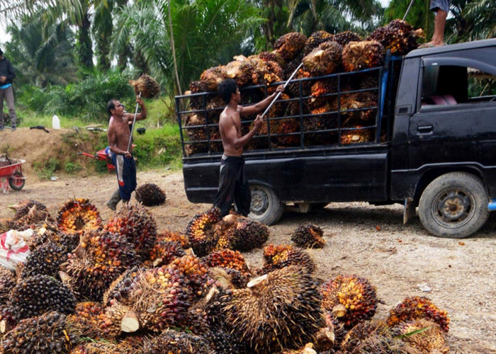 Harga TBS Sawit di Sini Rp3.900/Kg, Pemerintah Prioritaskan Kesejahteraan Petani 