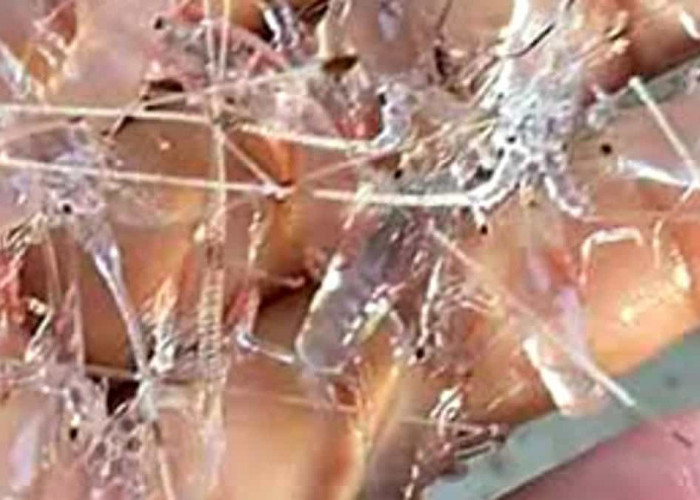 Polairud Gerebek Rumah, 47 Ribu Baby Lobster Ilegal Disita, 5 Pelaku Diamankan