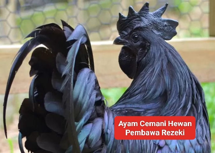 Ayam Cemani Dipercaya sebagai Hewan Pembawa Rezeki, Kolektor Rela Beli Puluhan Juta Rupiah jika Asli!