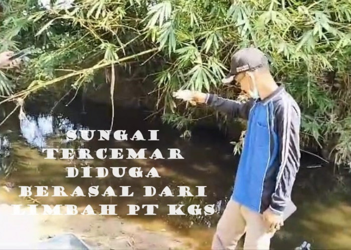 Limbah Pabrik CPO PT KGS Diduga Cemari Sungai Perumbayan dan Sungai Kulik di Kaur 