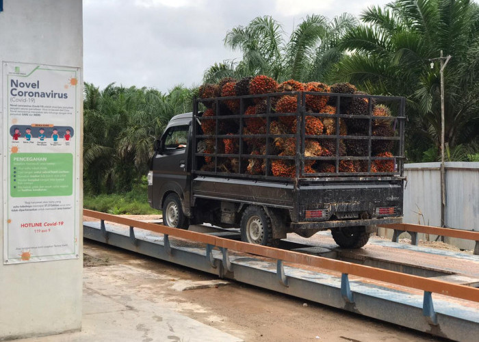 Petani Sawit Terjepit, Apkasindo Desak Pemerintah Tera Ulang Timbangan di Ramp dan Atur Harga Pembelian 