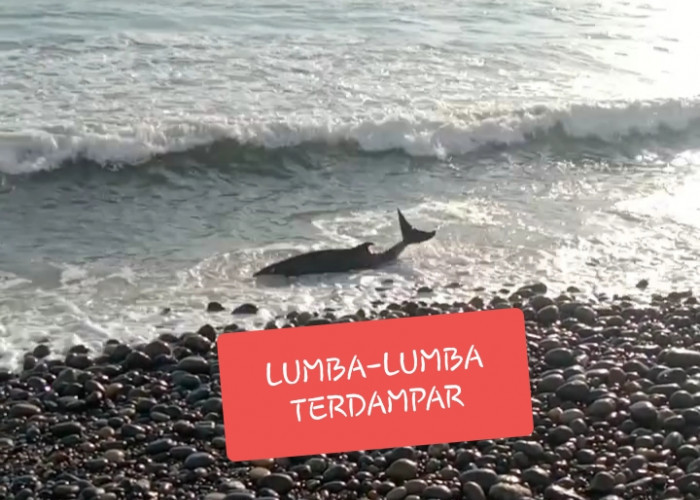 BREAKING NEWS: Warga Pantai Hili Heboh, Lumba-Lumba Terdampar dengan Tubuh Penuh Luka