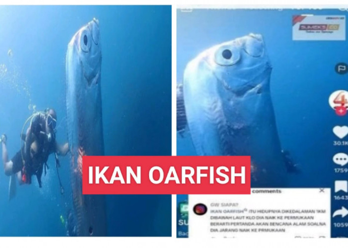 Bagaimana Kemunculan Ikan Oarfish di Taiwan Dikaitkan dengan Mitos Tanda Kiamat? Simak Penjelasannya
