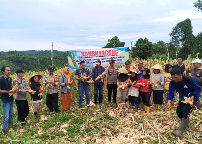 Panen Jagung Kuartal I di Lahan PT DSJ, Ini Pesan Kapolsek Tanjung Kemuning