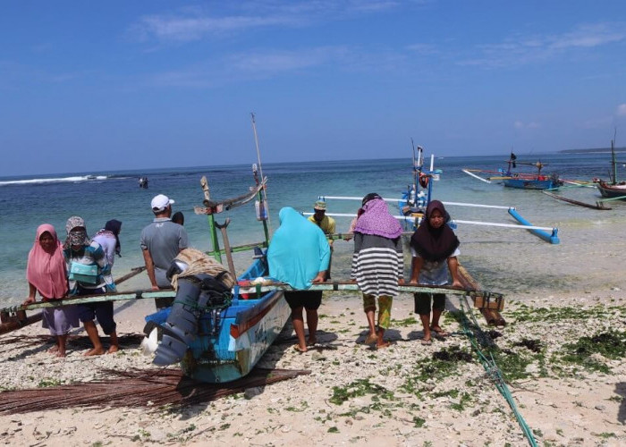 1.426 Nelayan di Kaur Miliki Izin Tangkap Benur, Tapi Semua Penampung BBL masih Ilegal