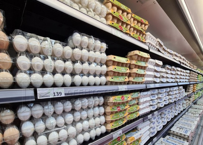 Untuk Menekan Kenaikan Harga Telur Ayam, Sementara Waktu Hapuskan Bea Masuk Impor