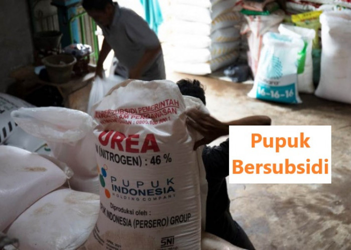 Pupuk Subsidi Untuk Tanaman Perkebunan, Bagaimana Tanaman Kelapa Sawit? 