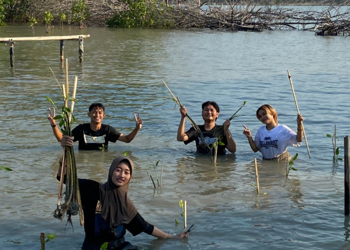 Apa yang Diperbuat Rebellion Rose dan LindungiHutan Terhadap Mangrove di Desa Bedono? Simak Penjelasannya