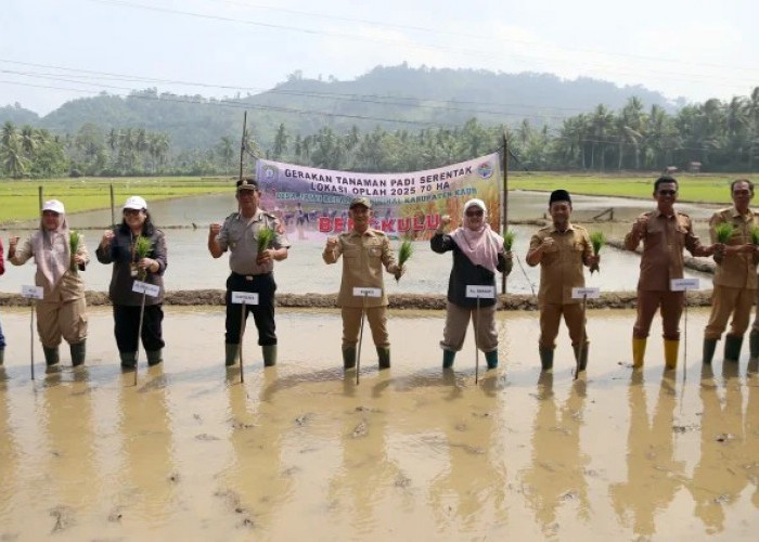 Gerakan Tanam Padi Serentak di Kabupaten Kaur Dimulai dari Desa Jawi Kinal