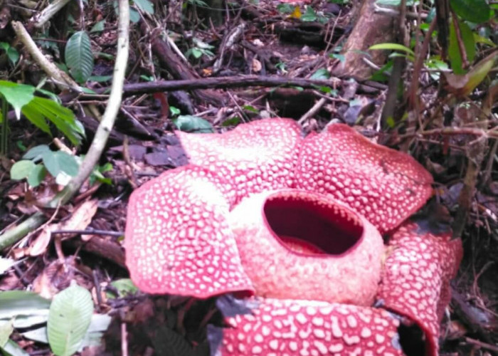 Dua Bongkol Rafflesia Mekar Serentak