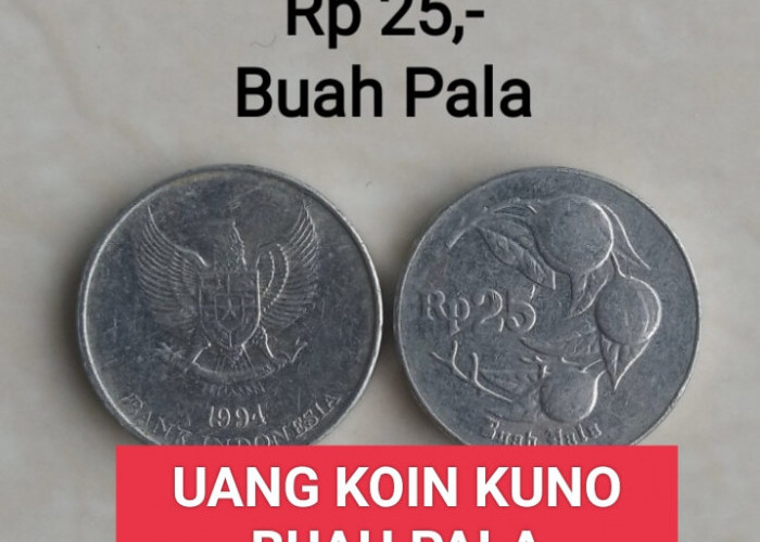 WOW! Kolektor Incar Uang Koin Kuno Rp25 Buah Pala, Tawarkan Jutaan Per Keping