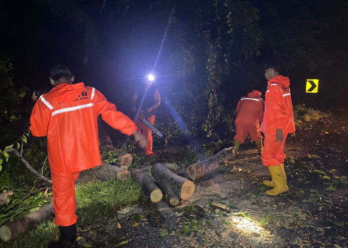 Pohon Tumbang di Tiga Titik, BPBD Kaur Beri Respon Cepat, Arus Lalu Lintas Kembali Normal