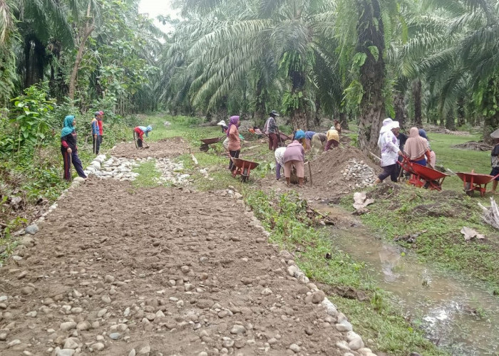 Pembangunan Jalan Usaha Tani Desa Tanjung Harapan Berdayakan Tenaga Kerja Wanita