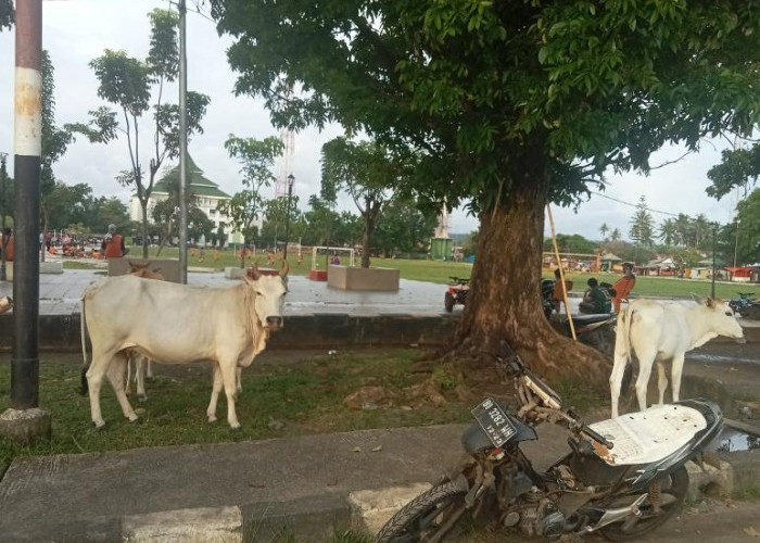 BPS Ungkap Jumlah Populasi Ternak Lokal di Kabupaten Kaur, Potensi Besar  jika Dikelola Baik