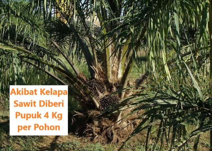 Akibat Kelapa Sawit Diberi Pupuk 4 Kg per Pohon, Hasilnya justru Mengejutkan